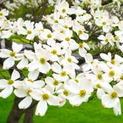 White Dogwood -GreenNest Store White Dogwood 19 FGT