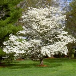 White Dogwood -GreenNest Store White Dogwood 7 FGT