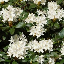 White Rhododendron -GreenNest Store White Rhododendron 2 FGT