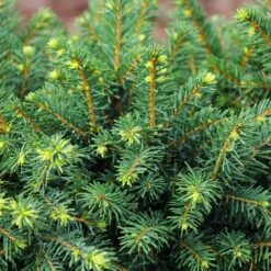 White Spruce Tree -GreenNest Store White Spruce Tree 3 FGT