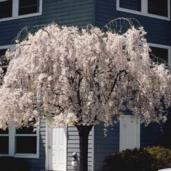 White Weeping Cherry Tree 8 White Weeping Cherry Tree -GreenNest Store White Weeping Cherry 6
