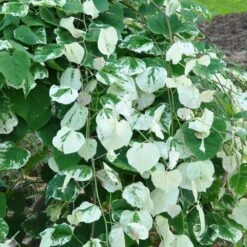 Whitewater Redbud Tree -GreenNest Store Whitewater Redbud 2