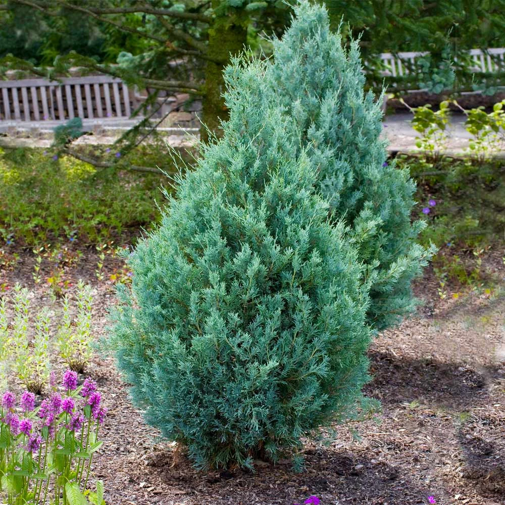 Juniper 'Wichita Blue' Tree 4 Juniper 'Wichita Blue' Tree - Image 4