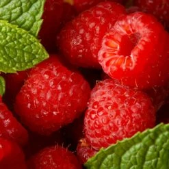 Willamette Red Raspberry Bush 7 Willamette Red Raspberry Bush -GreenNest Store Wiliamette Raspberry 5 FGT