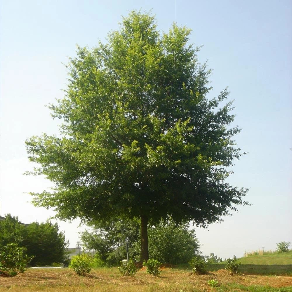 Willow Oak Tree 2 Willow Oak Tree - Image 2