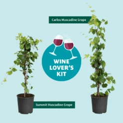 Wine Lover's Kit -GreenNest Store WineLoversKitGraphic 2