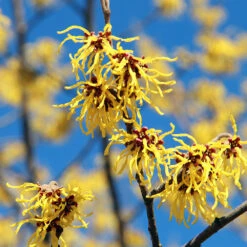 Common Witch Hazel Shrub -GreenNest Store Witch Hazel 1