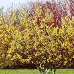 Common Witch Hazel Shrub -GreenNest Store Witch Hazel 6