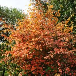 Common Witch Hazel Shrub -GreenNest Store Witch Hazel 7