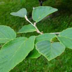 Diane Witch Hazel Shrub -GreenNest Store Witch Hazel Diane 2