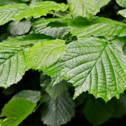 Jelena Witch Hazel Shrub -GreenNest Store Witch Hazel Jelena 4