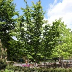 Jelena Witch Hazel Shrub -GreenNest Store Witch Hazel Jelena 6