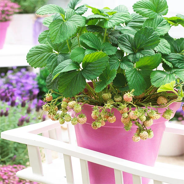 Pineberry 1 Pineberry