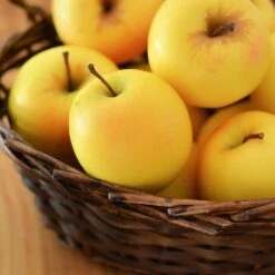 Golden Delicious Apple Tree -GreenNest Store Yellow Delicious Apples 4 FGT