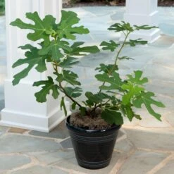 Yellow Fig Tree 7 Yellow Fig Tree -GreenNest Store Yellow Fig 4