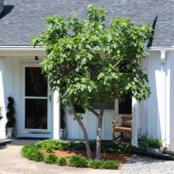 Yellow Fig Tree 9 Yellow Fig Tree -GreenNest Store Yellow Fig 5