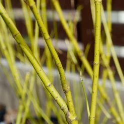 Yellow Twig Dogwood Shrub -GreenNest Store Yellow Twig Dogwood 4 FGT