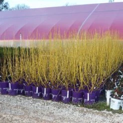Yellow Twig Dogwood Shrub -GreenNest Store Yellow Twig Dogwood 8