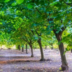 York Filbert Hazelnut -GreenNest Store York Hazelnut 4