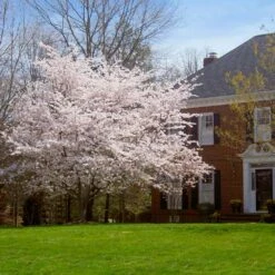 Yoshino Cherry Tree 9 Yoshino Cherry Tree -GreenNest Store Yoshino Cherry 8 FGT