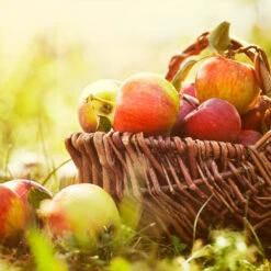 Zestar Apple Tree 6 Zestar Apple Tree -GreenNest Store Zestar Apple 2