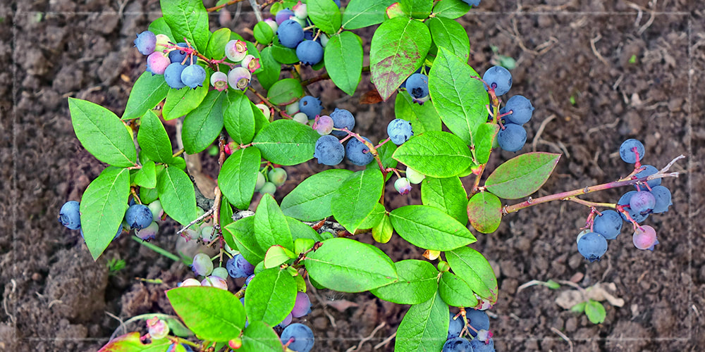 Front Page -GreenNest Store carolina seasons fruit shrubs for fall blueberry orig
