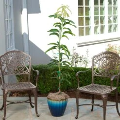 Condo Mango Tree 8 Condo Mango Tree -GreenNest Store condo mango 1