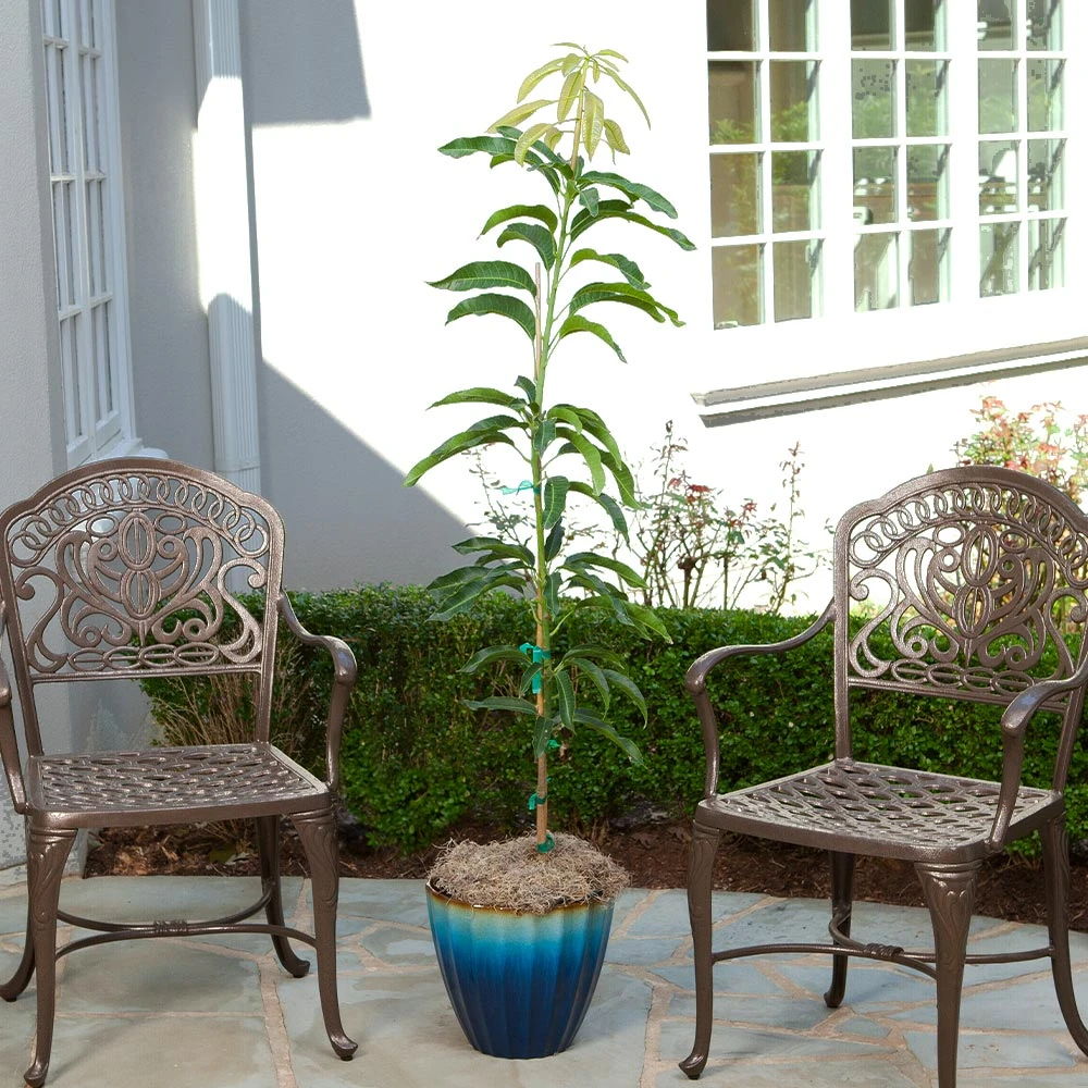 Condo Mango Tree 3 Condo Mango Tree - Image 3