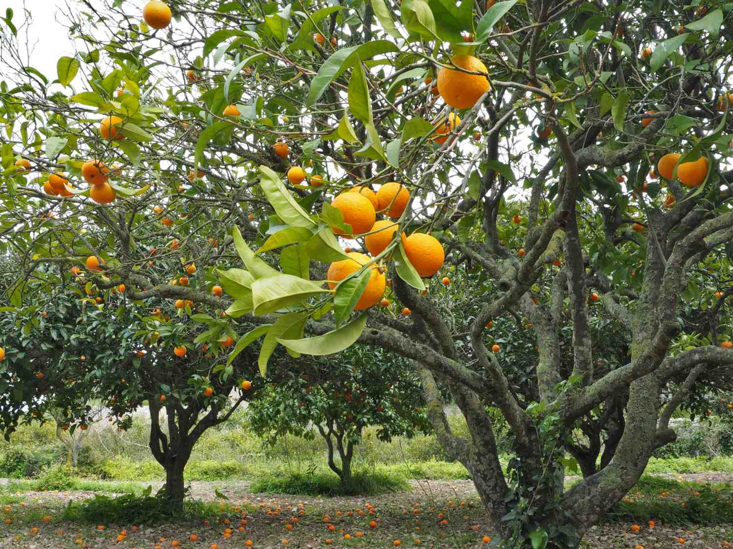Front Page -GreenNest Store fruit tree climate