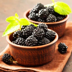 Kiowa Blackberry Bush -GreenNest Store kiowa blackberry 3