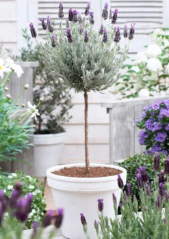 Lavender Standard Topiary Tree -GreenNest Store lavender topiary 600