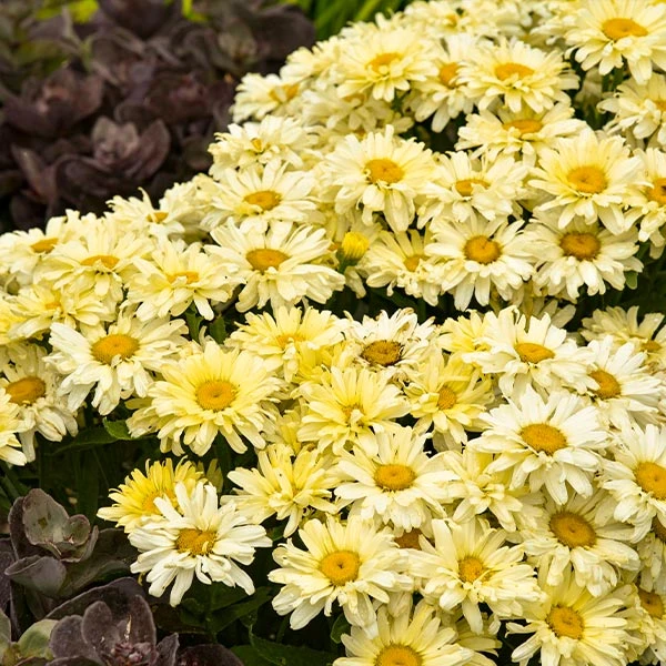 Amazing Daisies® ‘Banana Cream II’ Shasta Daisy 1 Amazing Daisies® ‘Banana Cream II’ Shasta Daisy