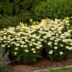 Amazing Daisies® ‘Banana Cream II’ Shasta Daisy 6 Amazing Daisies® ‘Banana Cream II’ Shasta Daisy -GreenNest Store leucanthemum amazing daisies banana cream ii 3