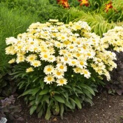 Amazing Daisies® ‘Banana Cream II’ Shasta Daisy 7 Amazing Daisies® ‘Banana Cream II’ Shasta Daisy -GreenNest Store leucanthemum amazing daisies banana cream ii gal