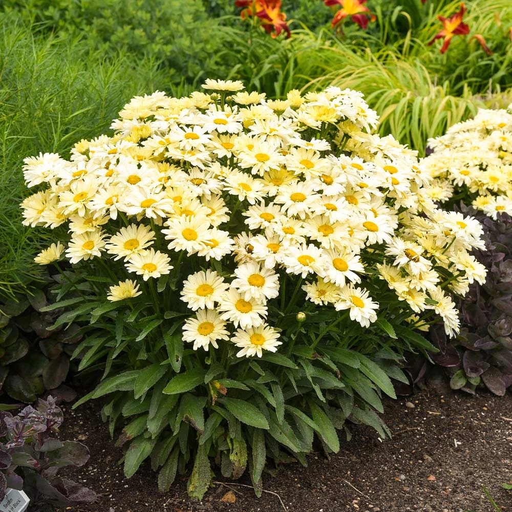 Amazing Daisies® ‘Banana Cream II’ Shasta Daisy 4 Amazing Daisies® ‘Banana Cream II’ Shasta Daisy - Image 4