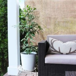 Miracle Berry Plant -GreenNest Store mIRACLE bERRY 4 FGT