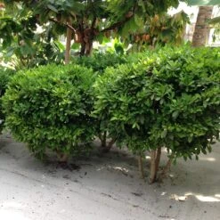 Miracle Berry Plant -GreenNest Store mIRACLE bERRY 6