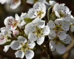 Olympic Giant Asian Pear Tree 7 Olympic Giant Asian Pear Tree -GreenNest Store olympic pear 450 1