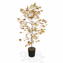 Autumn Blaze® Red Maple Tree -GreenNest Store products 5f8d8f31 87b0 4c0c bdb7 89dc64fd77ef