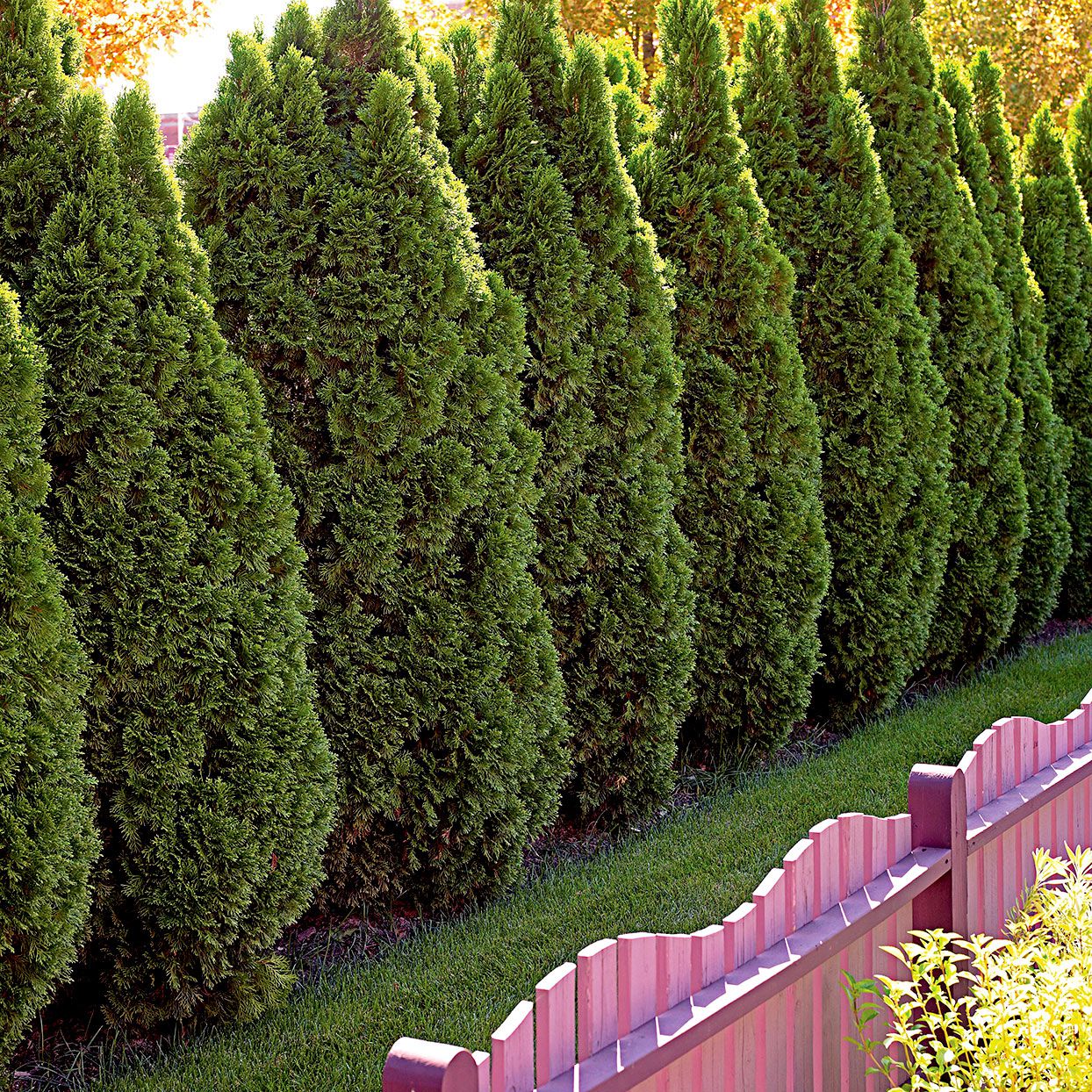 Front Page -GreenNest Store pyramidalis arborvitae purple fence f3cbef5f 9cd950ca4abd48ea80ead0066c66d87c