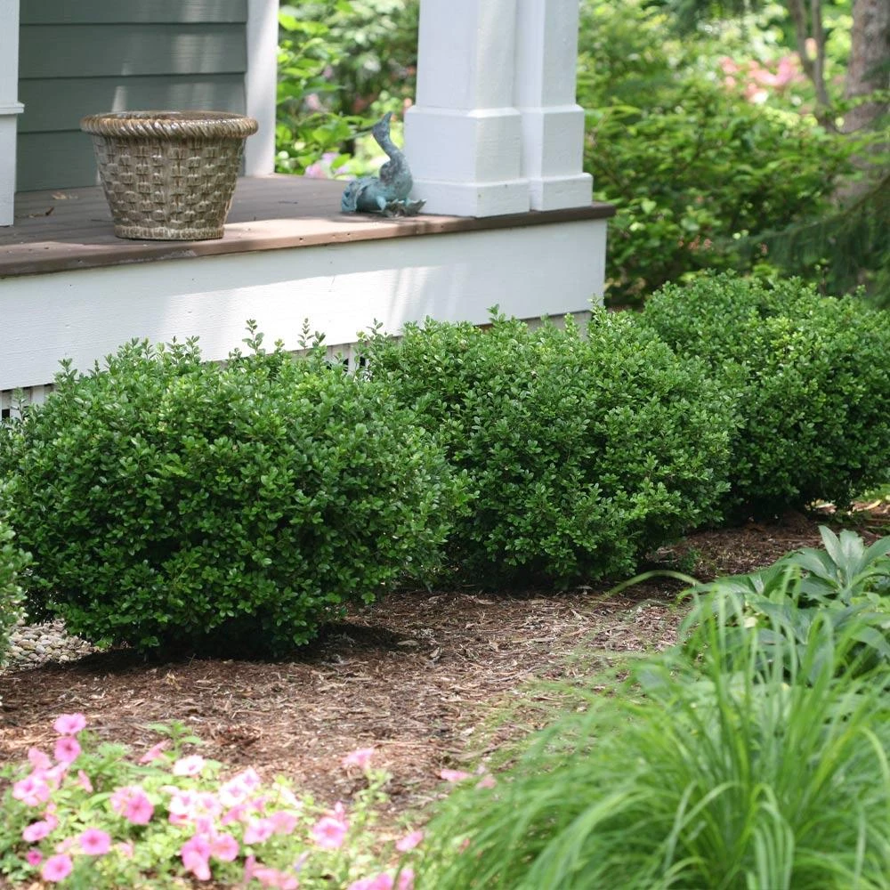 Sprinter® Boxwood Shrub 2 Sprinter® Boxwood Shrub - Image 2