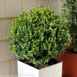 Sprinter® Boxwood Shrub 7 Sprinter® Boxwood Shrub -GreenNest Store sprinter boxwood 2 FGT