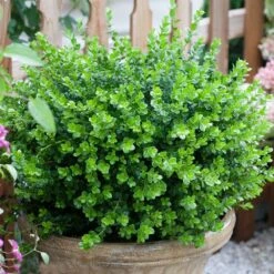 Sprinter® Boxwood Shrub 8 Sprinter® Boxwood Shrub -GreenNest Store sprinter boxwood 3