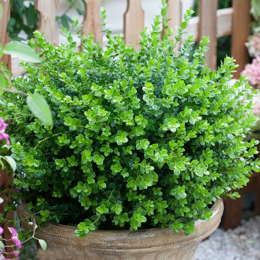 Sprinter® Boxwood Shrub 4 Sprinter® Boxwood Shrub - Image 4