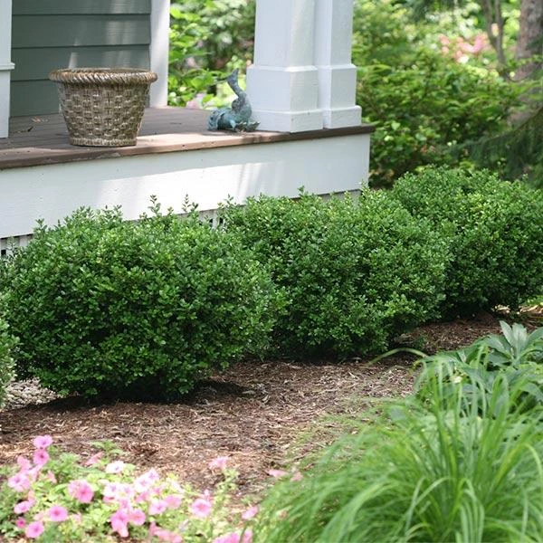 Sprinter® Boxwood Shrub 1 Sprinter® Boxwood Shrub