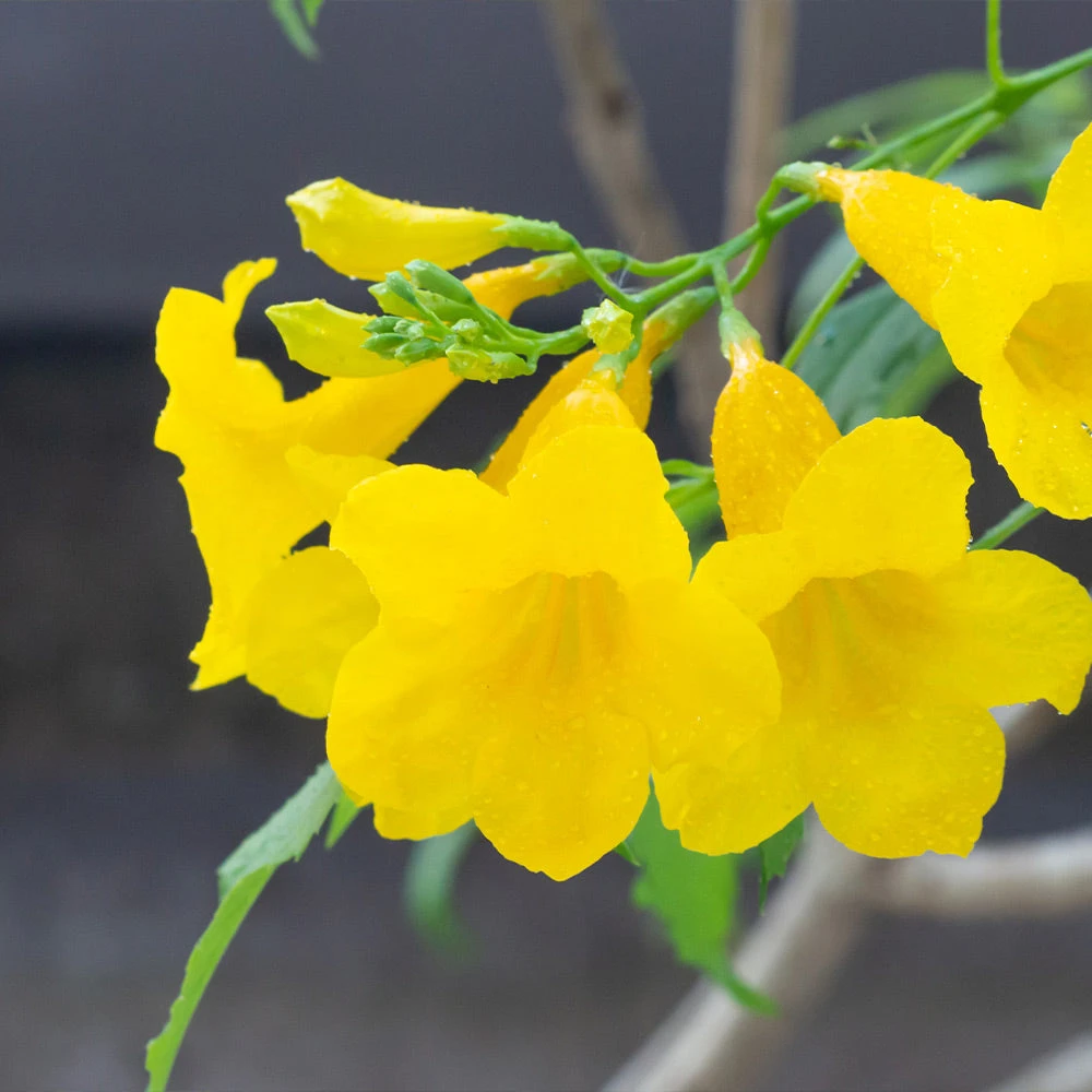 Sundance Tecoma 3 Sundance Tecoma - Image 3