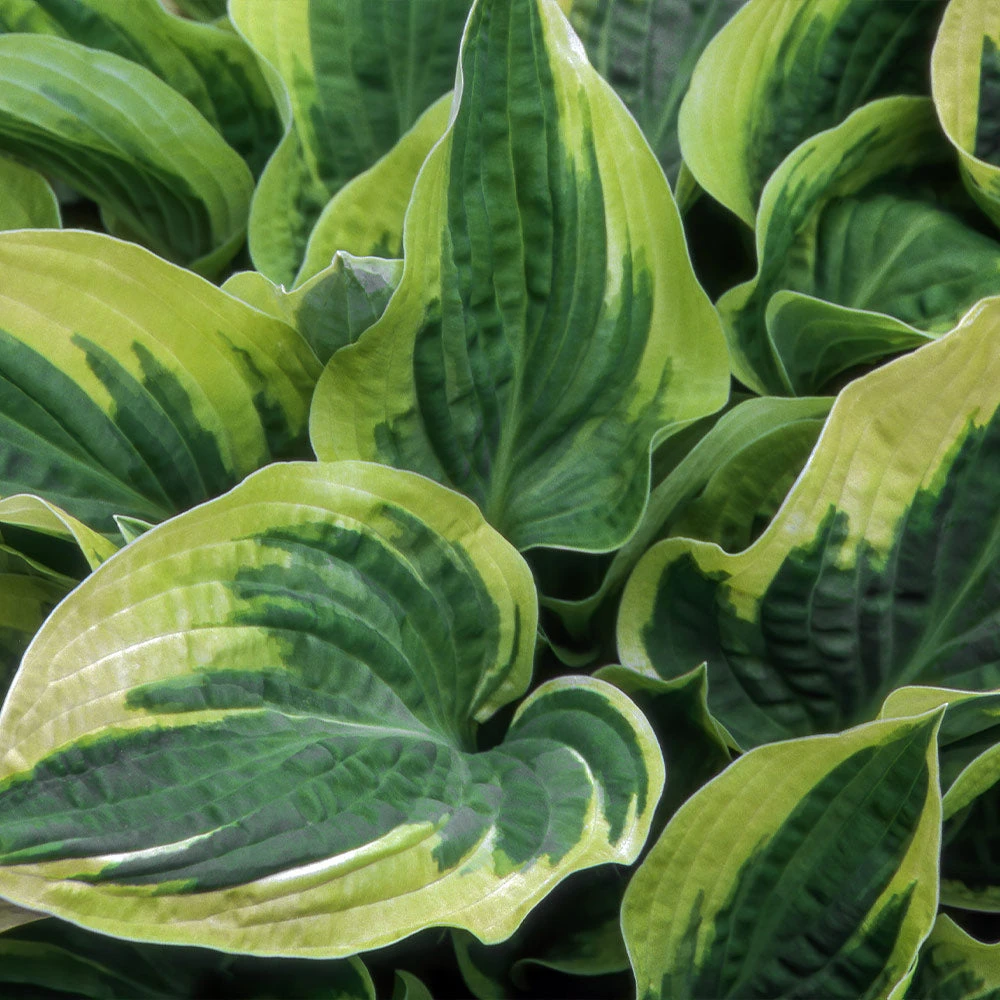 Wide Brim Hosta 3 Wide Brim Hosta - Image 3
