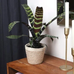 Zebra Plant In Decorative Pot -GreenNest Store zebra jute 4