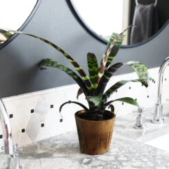 Zebra Plant In Decorative Pot -GreenNest Store zebra wood 1